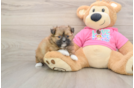 Best Shih Pom Baby