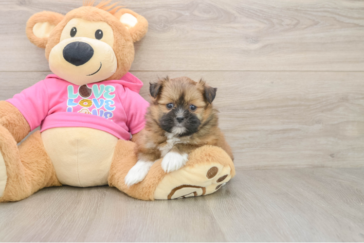Shih Pom Pup Being Cute