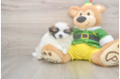 Shih Pom Pup Being Cute