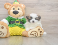 5 week old Shih Pom Puppy For Sale - Pilesgrove Pups
