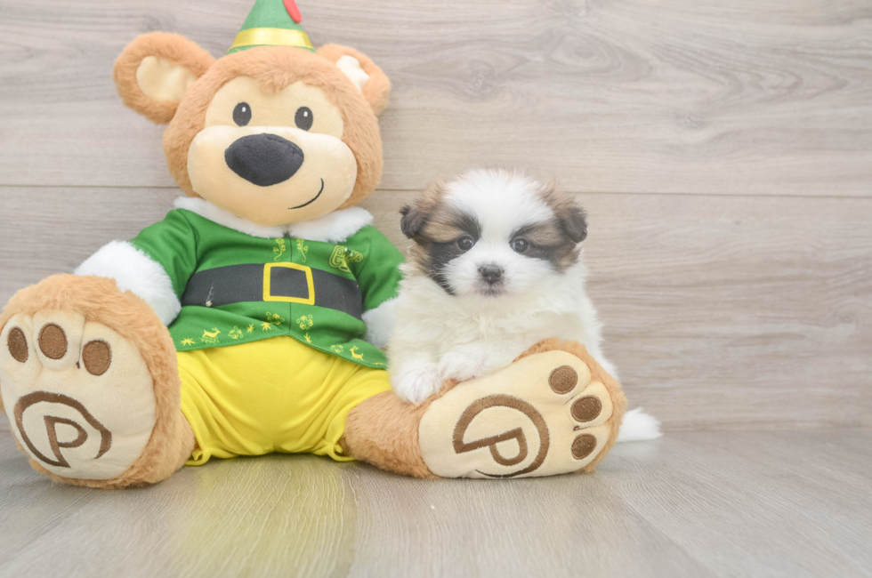 5 week old Shih Pom Puppy For Sale - Pilesgrove Pups