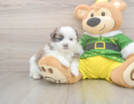 5 week old Shih Pom Puppy For Sale - Pilesgrove Pups