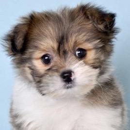 Shih Pom Puppy For Sale - Pilesgrove Pups