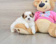 5 week old Shih Pom Puppy For Sale - Pilesgrove Pups