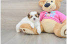 Shih Pom Puppy for Adoption