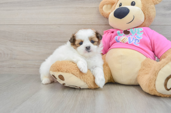 Shih Pom Puppy for Adoption