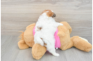 Best Shih Pom Baby