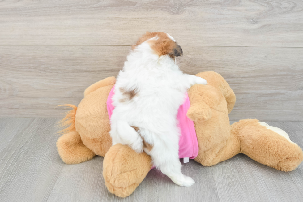 Best Shih Pom Baby