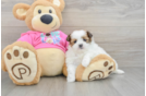 Best Shih Pom Baby