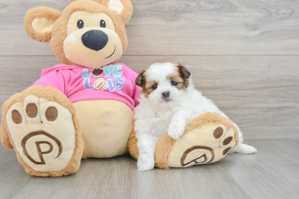 Best Shih Pom Baby