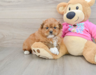 5 week old Shih Pom Puppy For Sale - Pilesgrove Pups