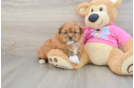 Shih Pom Puppy for Adoption
