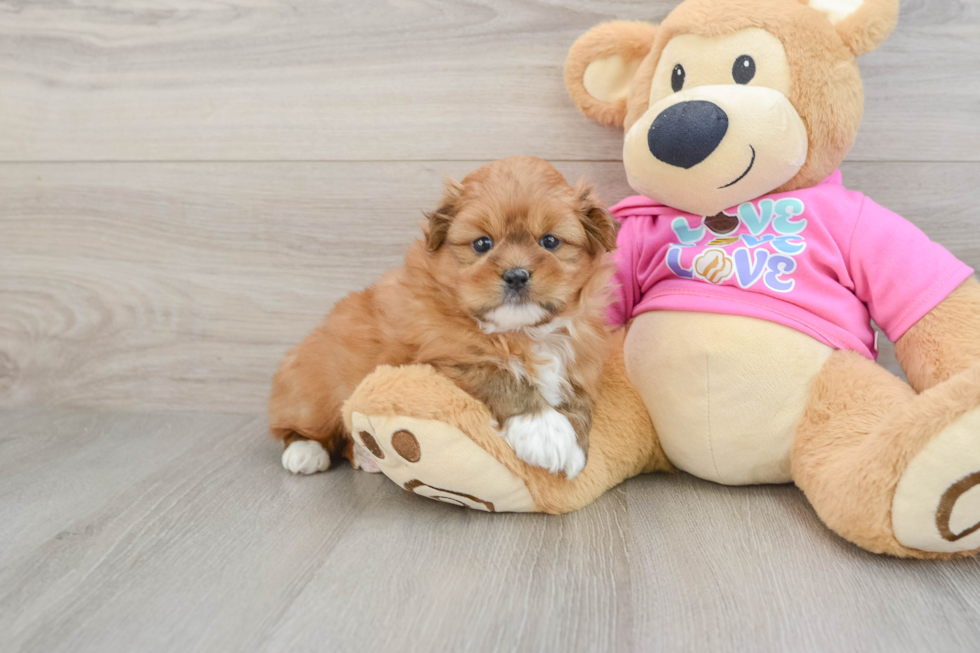 Shih Pom Puppy for Adoption