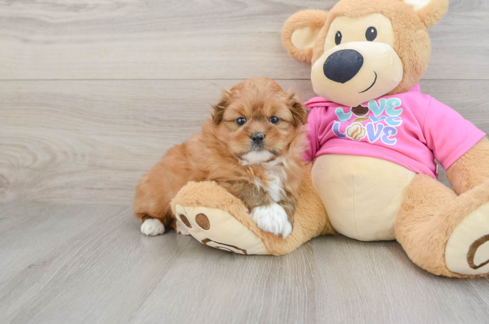 5 week old Shih Pom Puppy For Sale - Pilesgrove Pups