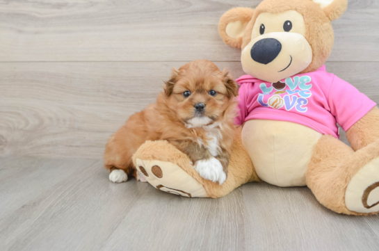 Shih Pom Puppy for Adoption
