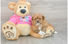 Little Pomatzu Designer Puppy