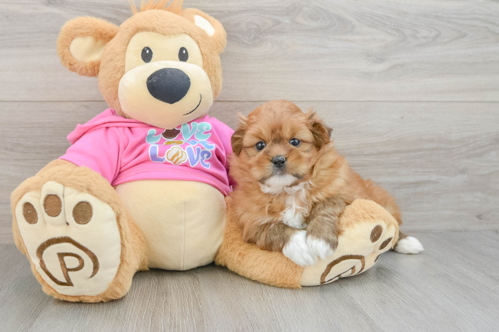 Little Pomatzu Designer Puppy