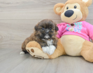 5 week old Shih Pom Puppy For Sale - Pilesgrove Pups