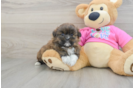 Shih Pom Puppy for Adoption