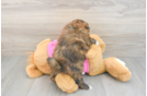 Best Shih Pom Baby