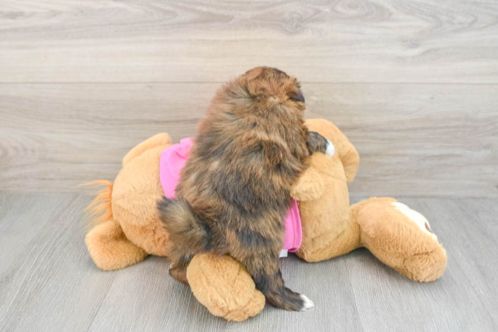 Best Shih Pom Baby