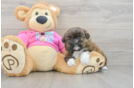 Friendly Shih Pom Baby