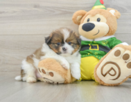 6 week old Shih Pom Puppy For Sale - Pilesgrove Pups