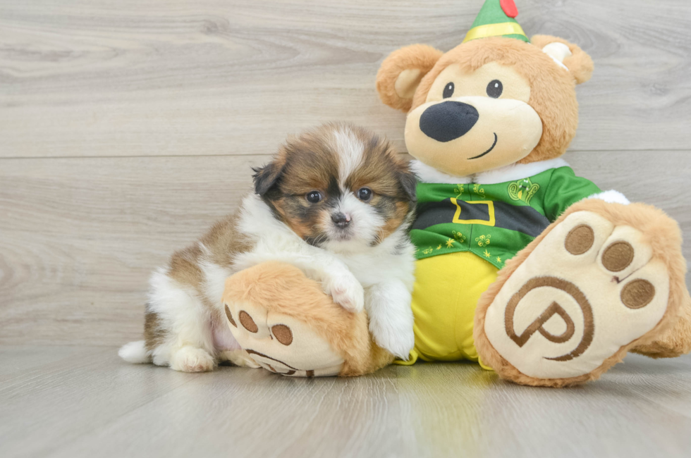 6 week old Shih Pom Puppy For Sale - Pilesgrove Pups