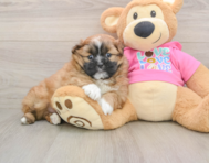 7 week old Shih Pom Puppy For Sale - Pilesgrove Pups