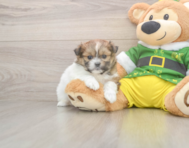 5 week old Shih Pom Puppy For Sale - Pilesgrove Pups