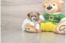 Cute Shih Pom Baby