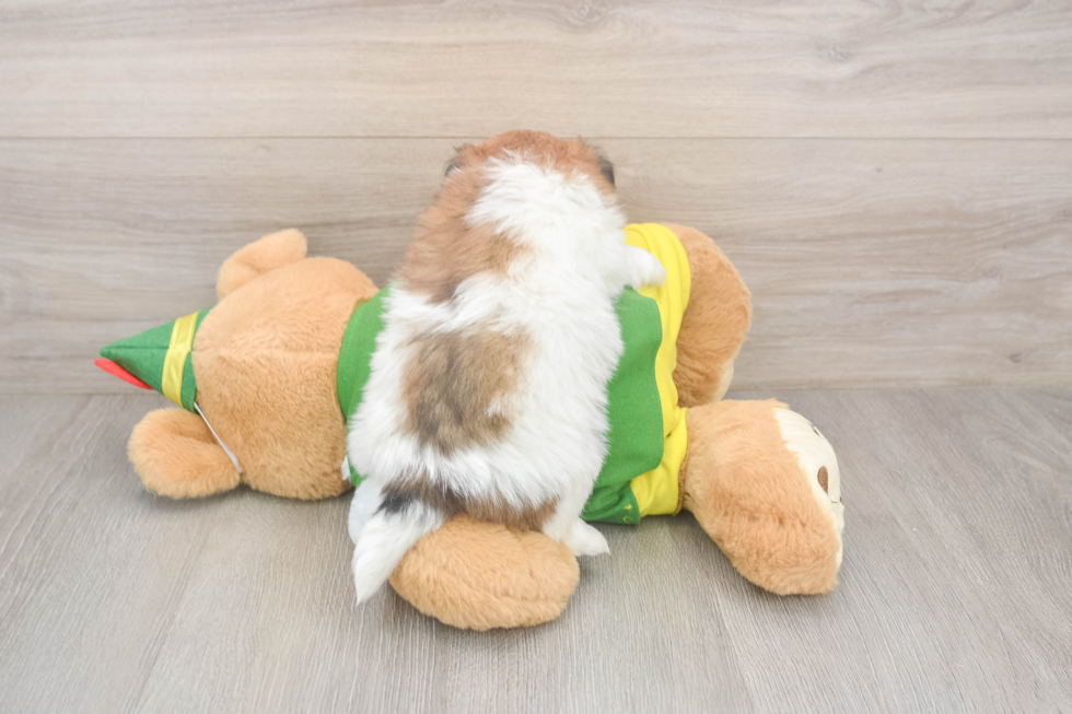 Shih Pom Puppy for Adoption