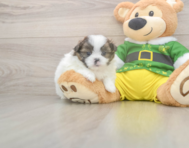 5 week old Shih Pom Puppy For Sale - Pilesgrove Pups