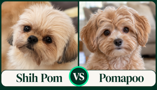 Shih Pom vs Pomapoo: Which Is Right for You?