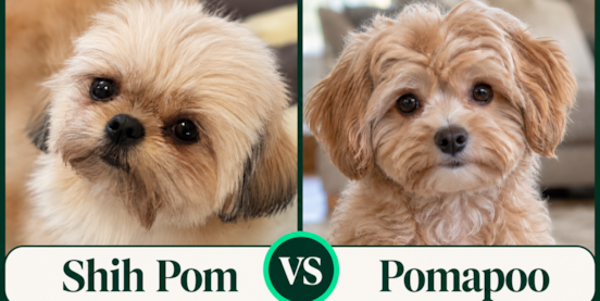Shih Pom vs Pomapoo Comparison