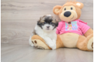 Funny Shih Pom Designer Pup