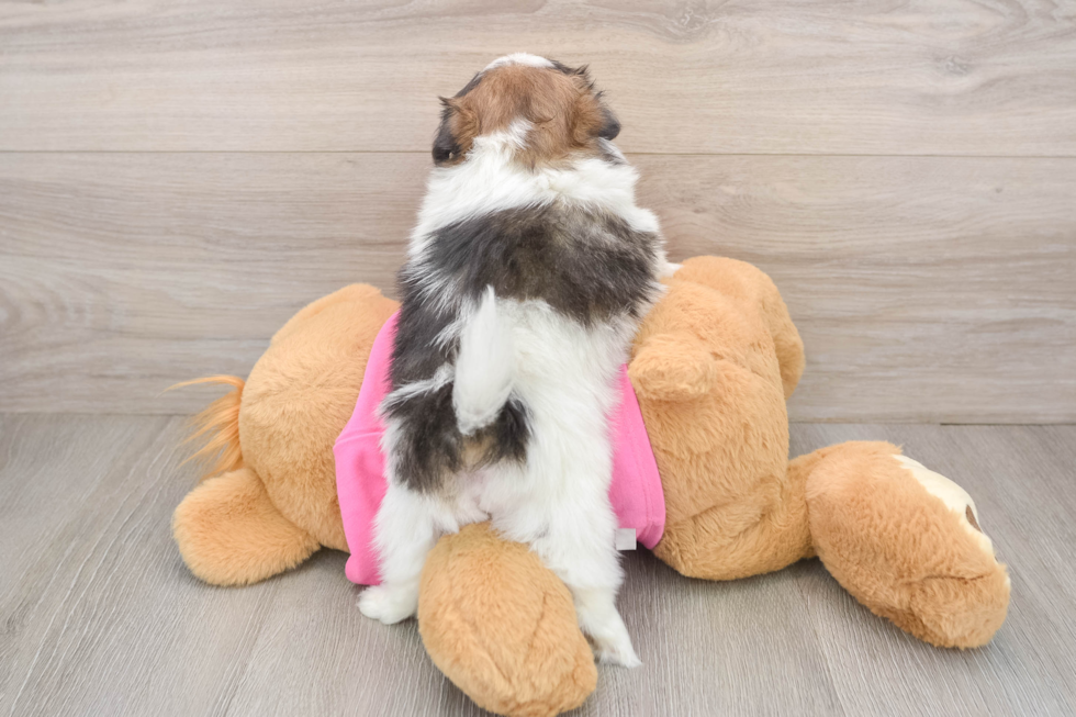 Adorable Pomeranian Shih Tzu Mix Designer Puppy