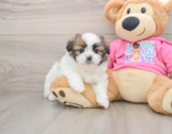 5 week old Shih Pom Puppy For Sale - Pilesgrove Pups