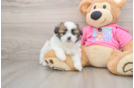 Cute Shih Pom Baby