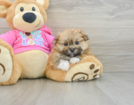 6 week old Shih Pom Puppy For Sale - Pilesgrove Pups