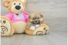 Funny Shih Pom Designer Pup