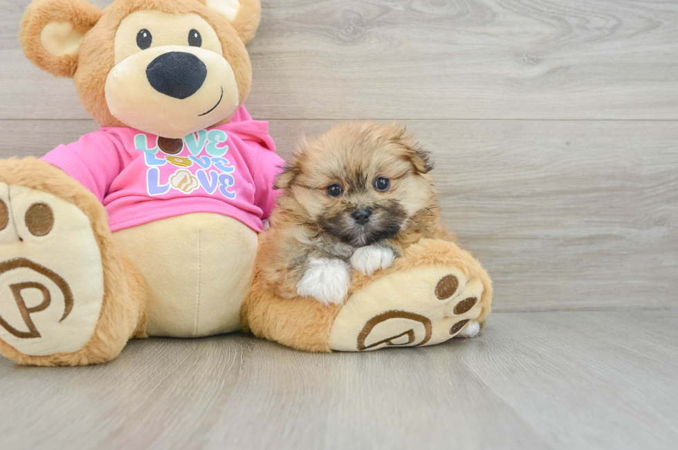 6 week old Shih Pom Puppy For Sale - Pilesgrove Pups