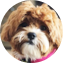 Shih Poo Puppy For Sale - Pilesgrove Pups Shih Poo Puppy For Sale - Pilesgrove Pups