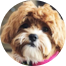 Shih Poo Puppies For Sale - Pilesgrove Pups Shih Poo Puppies For Sale - Pilesgrove Pups