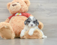 7 week old Shih Poo Puppy For Sale - Pilesgrove Pups