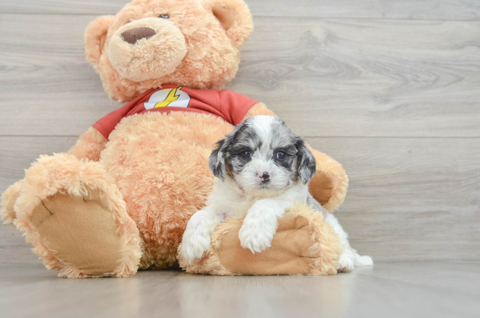 7 week old Shih Poo Puppy For Sale - Pilesgrove Pups