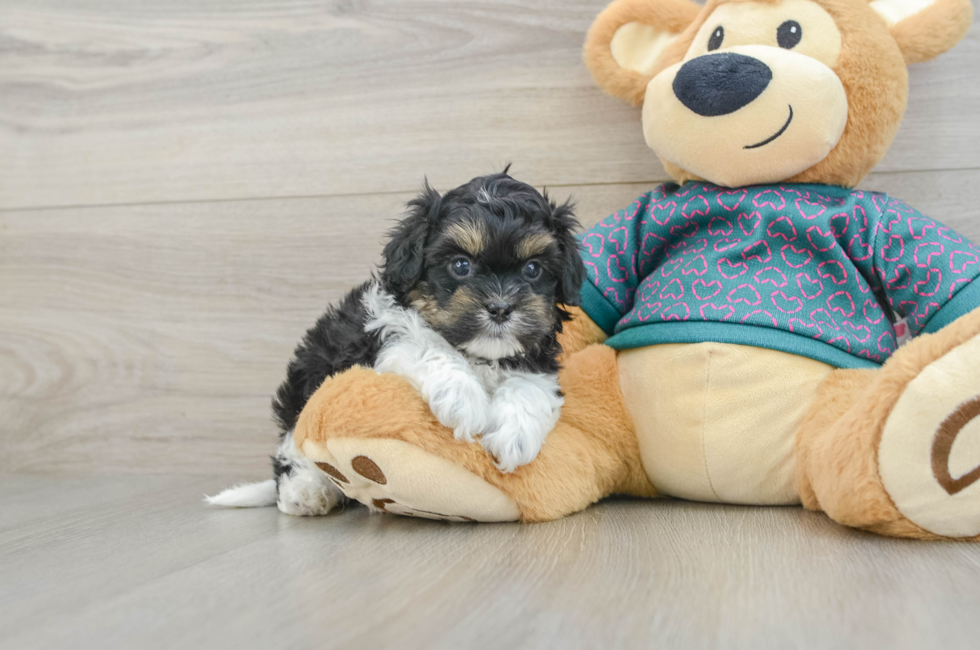 5 week old Shih Poo Puppy For Sale - Pilesgrove Pups
