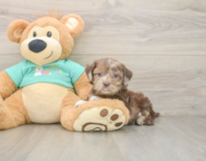 7 week old Shih Poo Puppy For Sale - Pilesgrove Pups