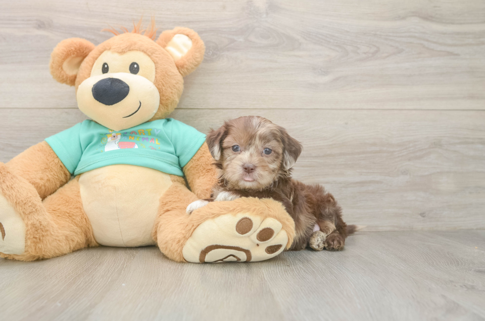 5 week old Shih Poo Puppy For Sale - Pilesgrove Pups
