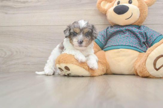 Shih Poo Pup Being Cute
